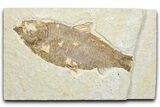 Bargain, Fossil Fish (Knightia) - Wyoming #346025-1
